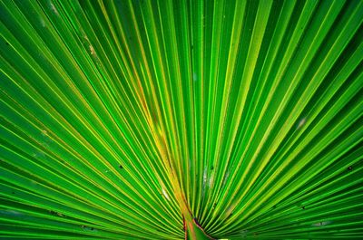 Close-up of leaves