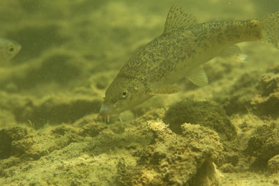 The danube barbel from mrežnica river, croatia