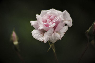 Close-up of flower blooming outdoors