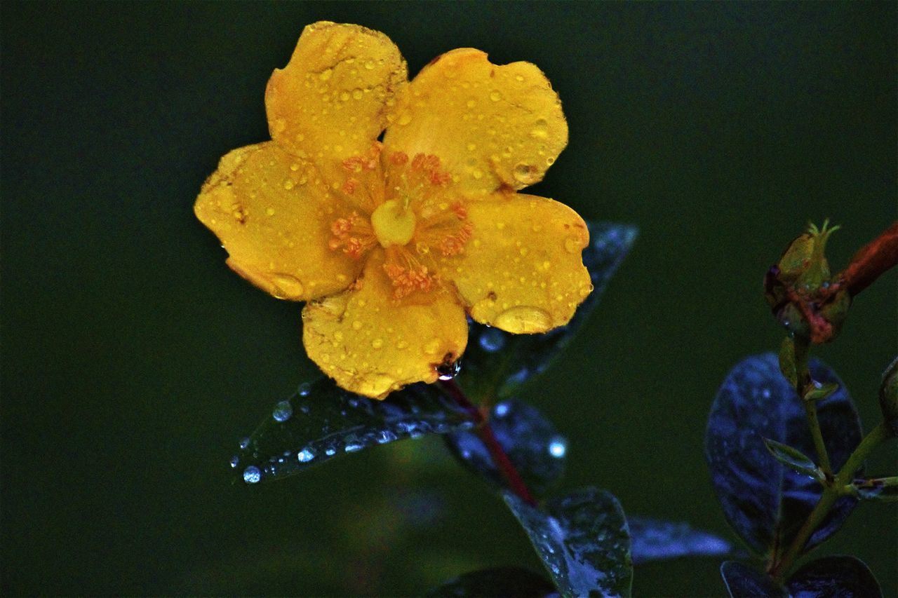 flower, drop, nature, yellow, water, beauty in nature, wet, plant, fragility, no people, petal, growth, close-up, outdoors, freshness, day, leaf, flower head