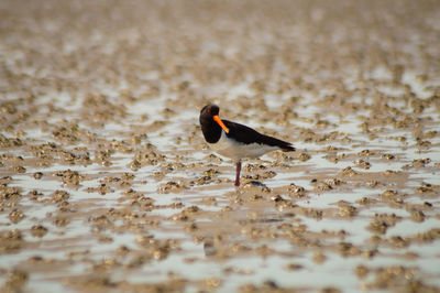 View of bird on beach