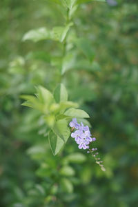 Close-up of purple flowering plant