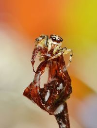 Close-up of spider