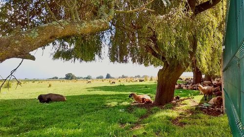 Trees on grassy field