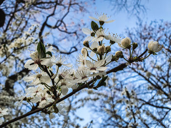 Low angle view of cherry blossoms against sky