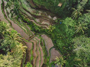 High angle view of trees growing in farm