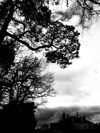 Bare trees against sky