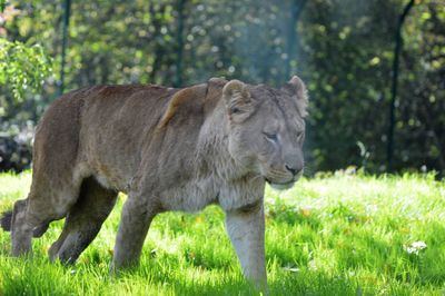 Horse on grass