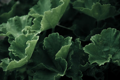 Close-up of fresh green leaves