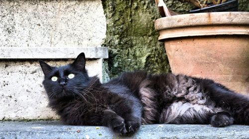 Portrait of cat lying on concrete outdoors