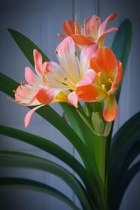 Close-up of flowers blooming outdoors