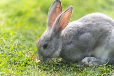 Cute grey rabbit in the field