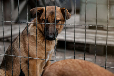 Dog waiting for adoption in animal shelter. homeless dog in the shelter. stray animals concept.