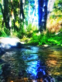 Stream flowing through forest