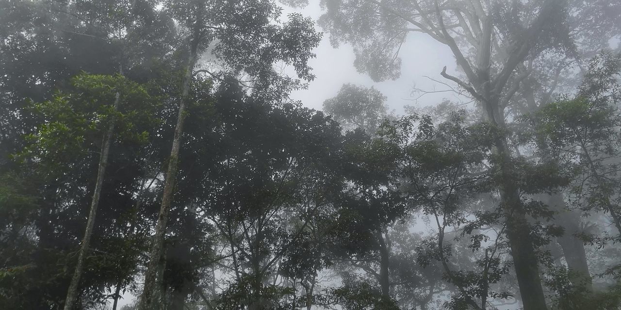 LOW ANGLE VIEW OF BAMBOO TREES IN FOREST AGAINST SKY