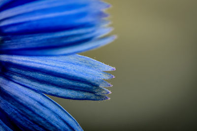 Close-up of purple blue flower