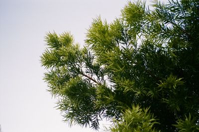 Low angle view of pine tree against sky