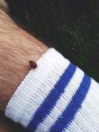 High angle view of insect on ground