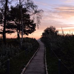 Silhouette of trees at sunset