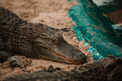 Close-up of a reptile on a field