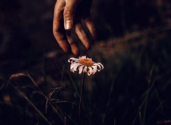 Close-up of hand holding flower on field