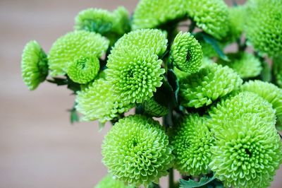 High angle view of green chrysanthemum flowers