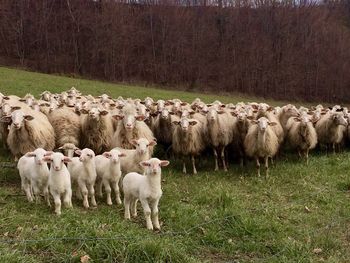 Sheep grazing on field
