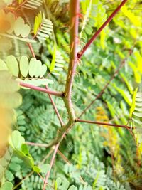 Close-up of fresh green plant