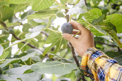 Man's hand picking fig from tree