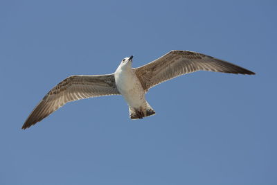 Low angle view of seagull flying