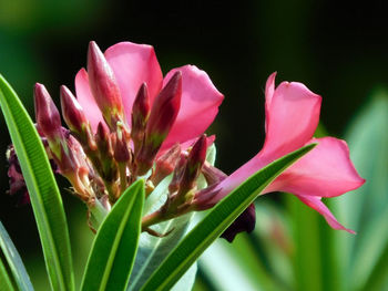 Close-up of pink flowers blooming outdoors