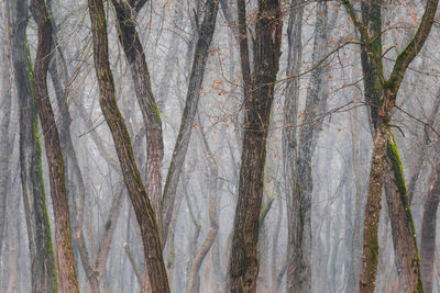 Low angle view of trees in forest