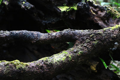 Close-up of moss on tree trunk