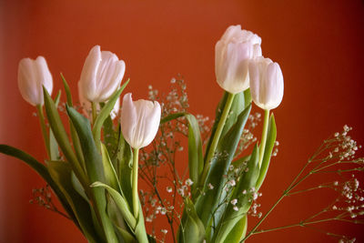 Close-up of white tulip flowers