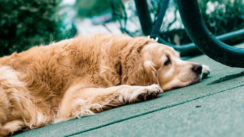 Close-up of dog sleeping