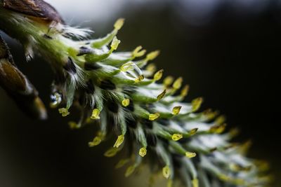 Close-up of flowers against blurred background