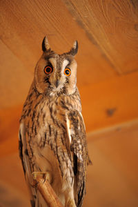 Close-up portrait of owl