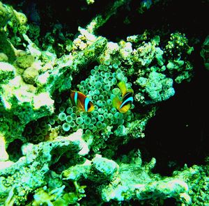 Plants growing on rocks