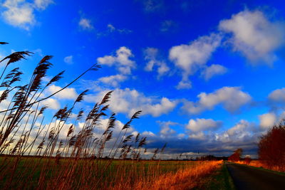 Scenic view of agricultural field against blue sky