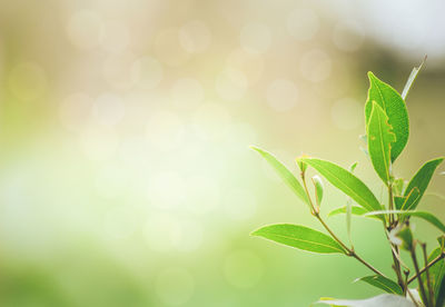 Close-up of plant against blurred background