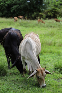 Horses grazing in a field