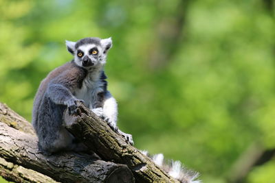 Portrait of ape sitting on tree