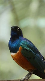 Close-up of bird perching