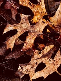 Full frame shot of leaves