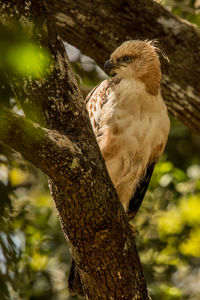 Close-up of eagle perching on tree