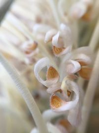 Close-up of flower