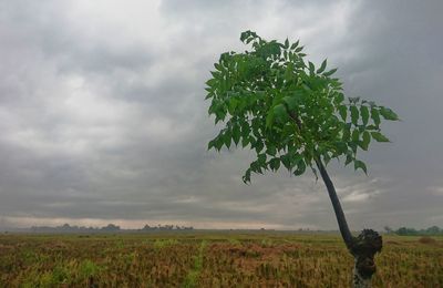 Tree on field against sky