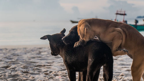 Three cute puppies playing at the beach