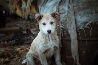 Portrait of dog standing outdoors