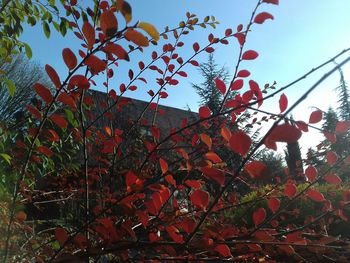 Low angle view of tree against sky